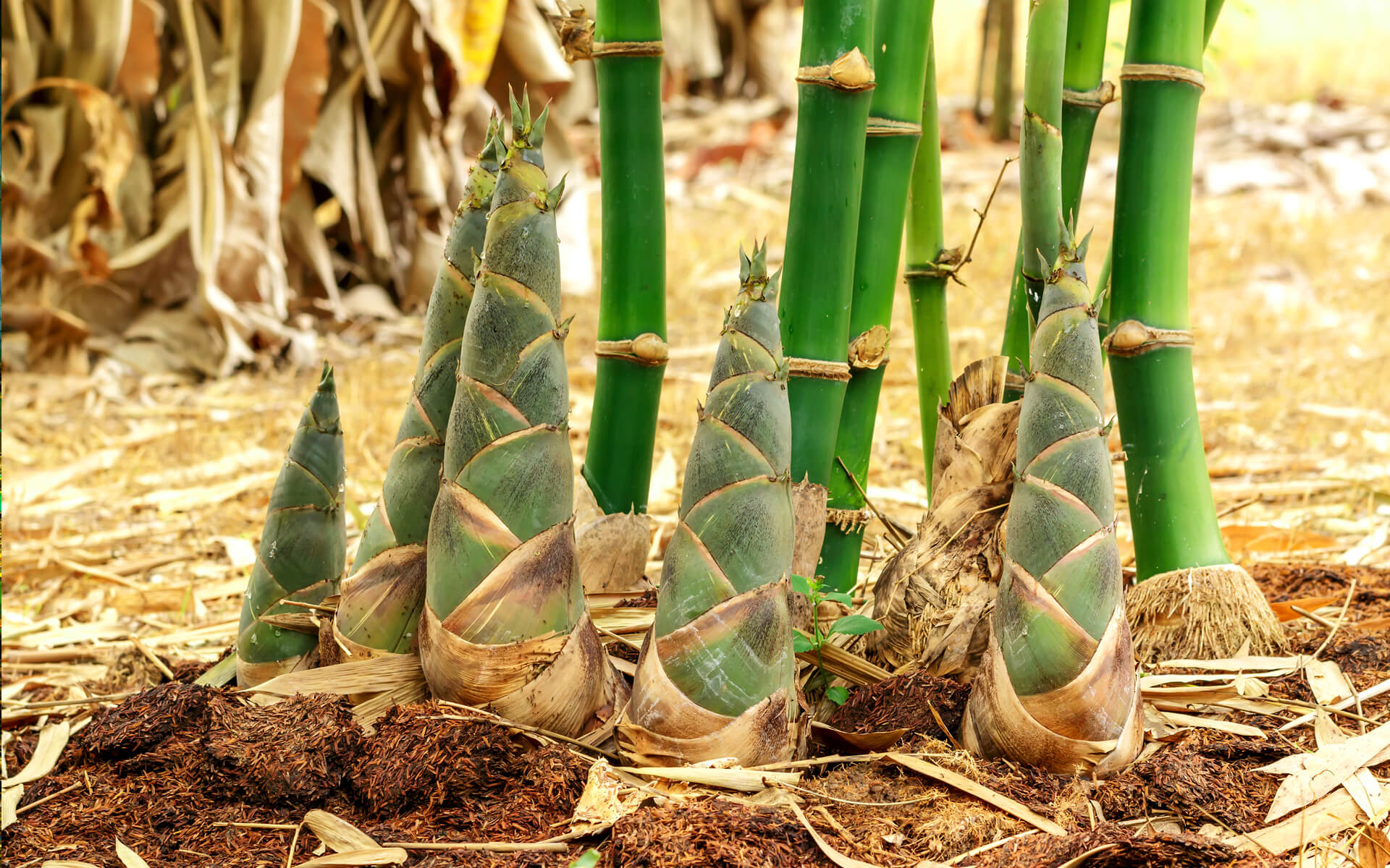 Bamboo stick - EcoBambu
