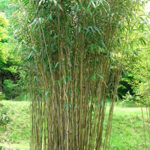 https://ecobambu.vn/wp-content/uploads/2022/06/Pleioblastus-hindsii-‘Yasui-bamboo-tree-300x300.jpg