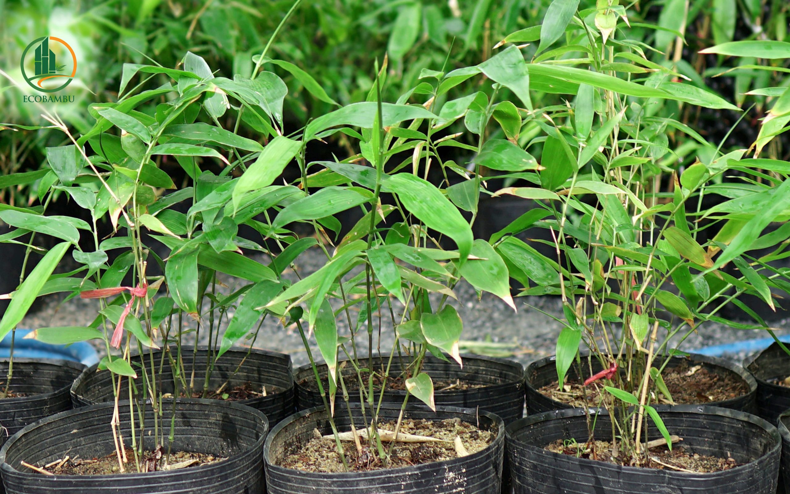Giống tre khổng lồ ở Quảng Ngãi – Hotline: 0918.664.966 - EcoBambu