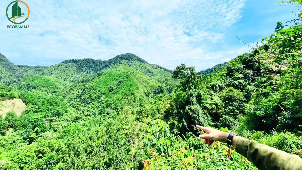 Kiểm tra chuẩn bị xuống giống tại vùng tre nguyên liệu số 3