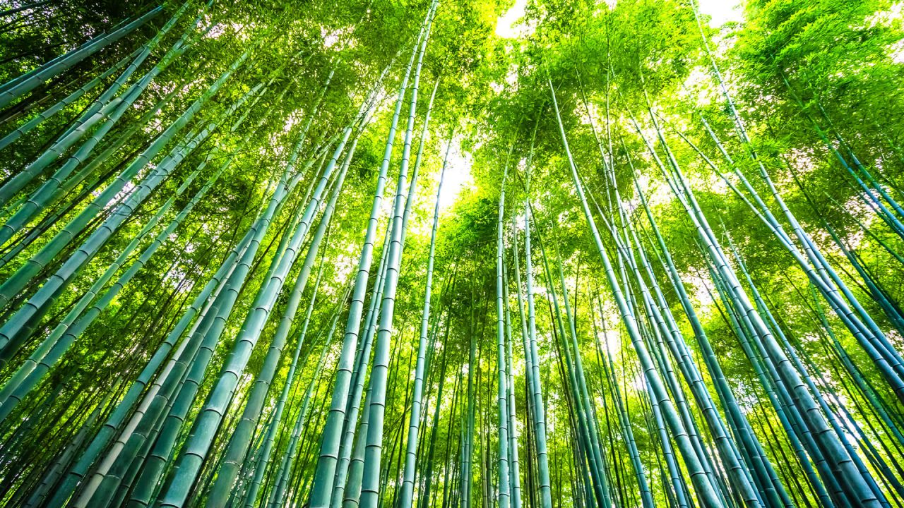 Ngành hàng cây tre – giấc mơ tỷ đô