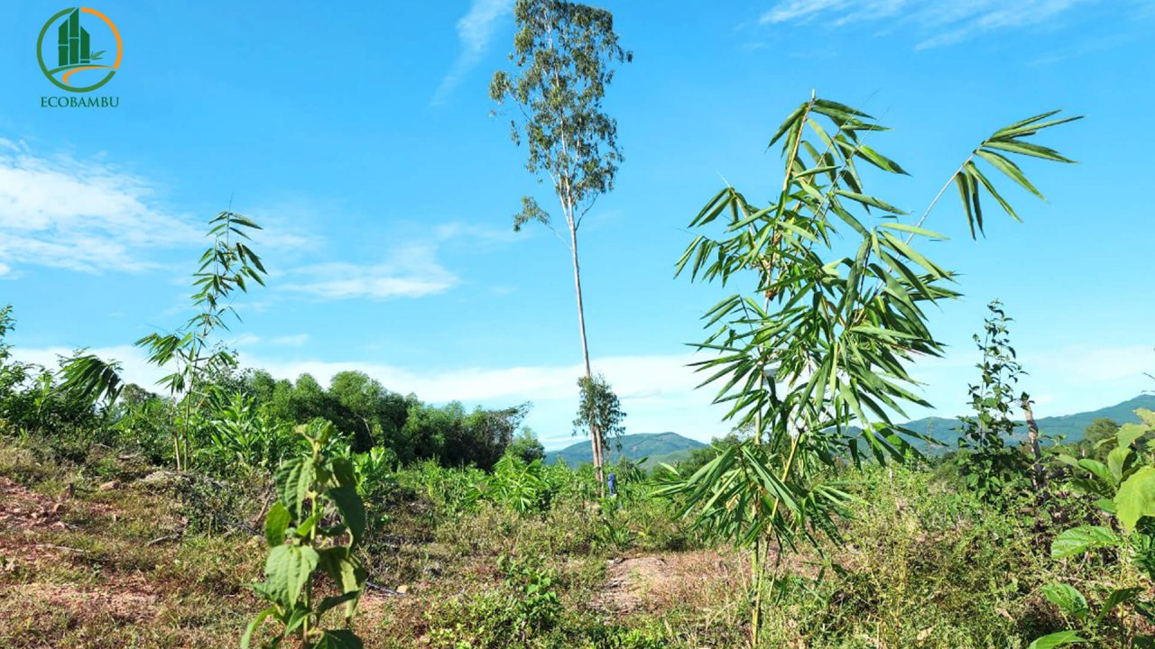 Triển khai cho vay theo Nghị định 28 của Chính phủ