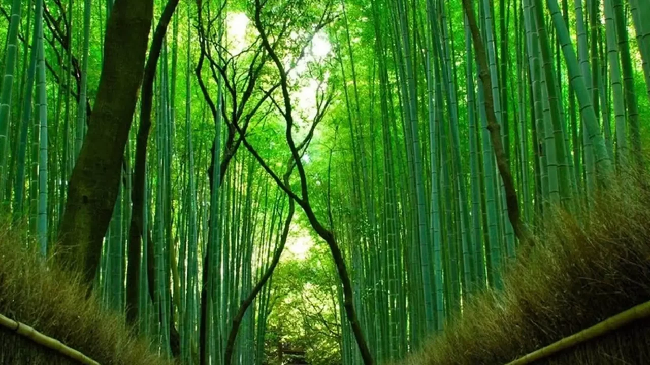 Rừng tre hàng triệu cây thẳng tắp ở Nhật Bản