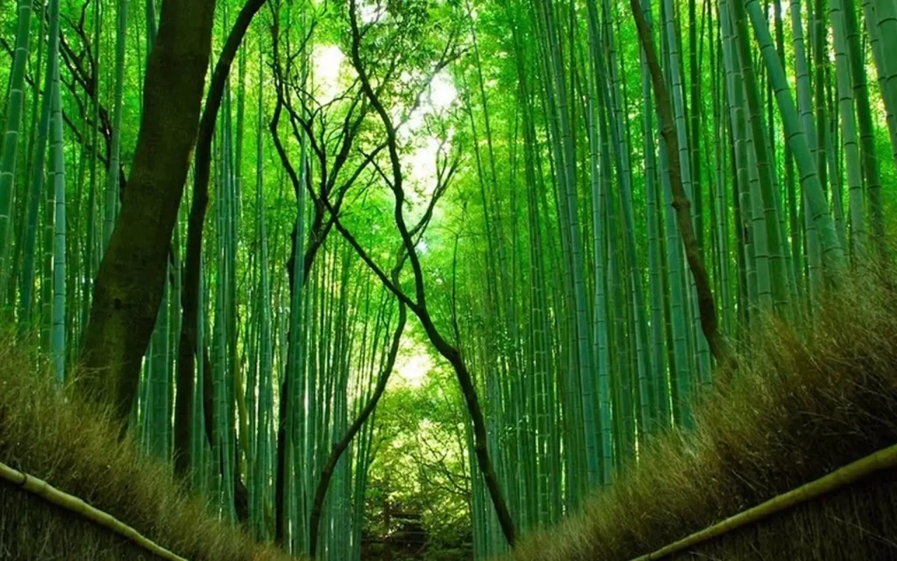 Rừng tre hàng triệu cây thẳng tắp ở Nhật Bản - EcoBambu