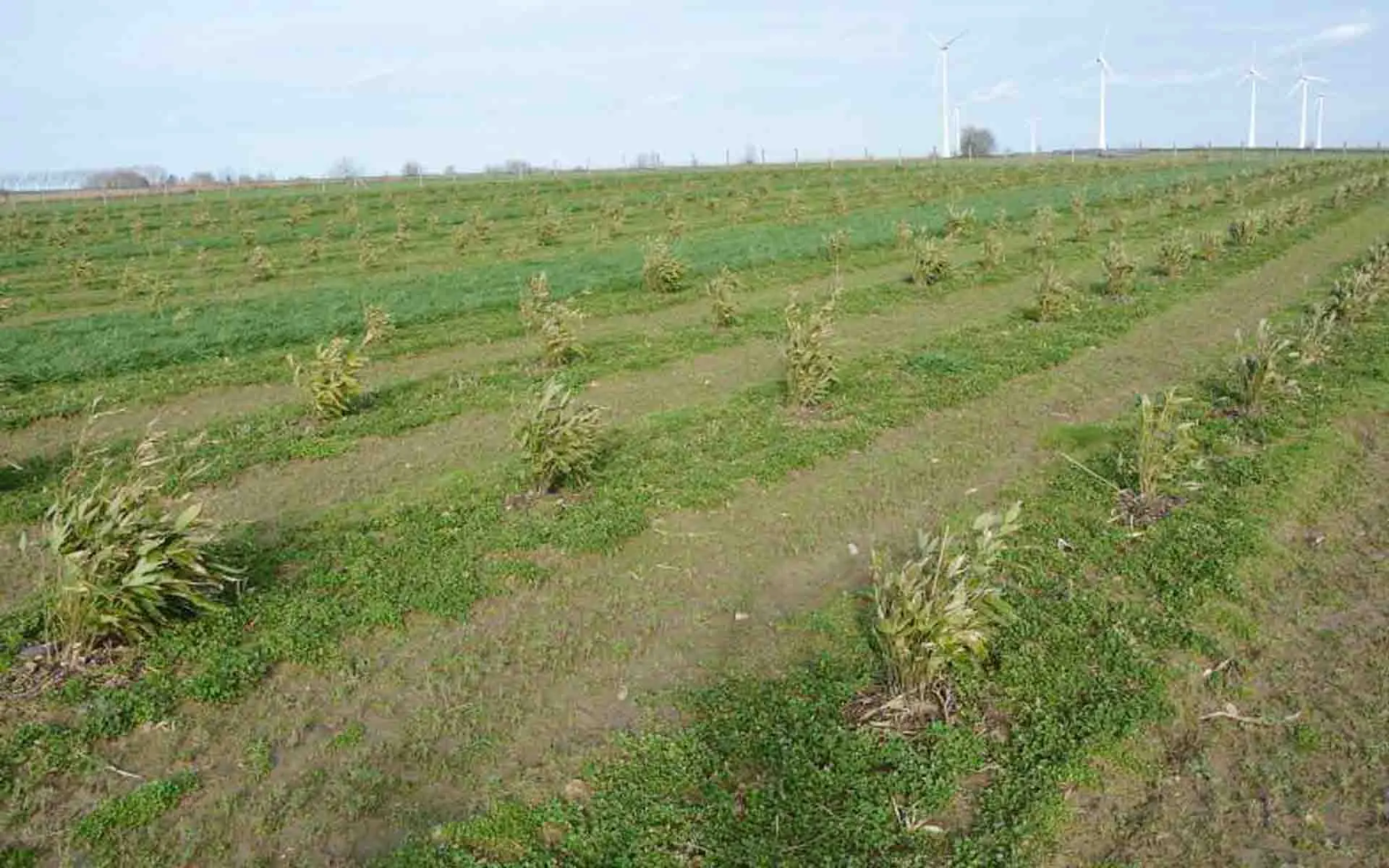thử nghiệm mô hình trồng tre để bảo vệ sinh thái tại Bỉ